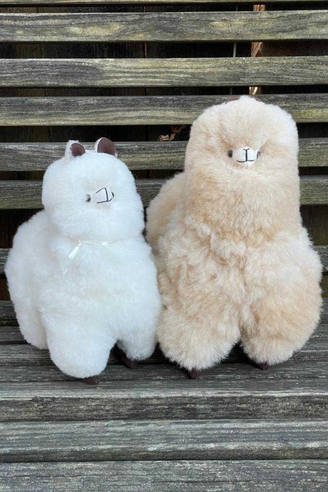 alpacas